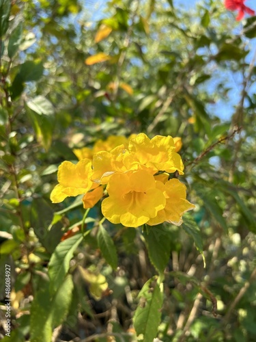 yellow flower in nature garden photo