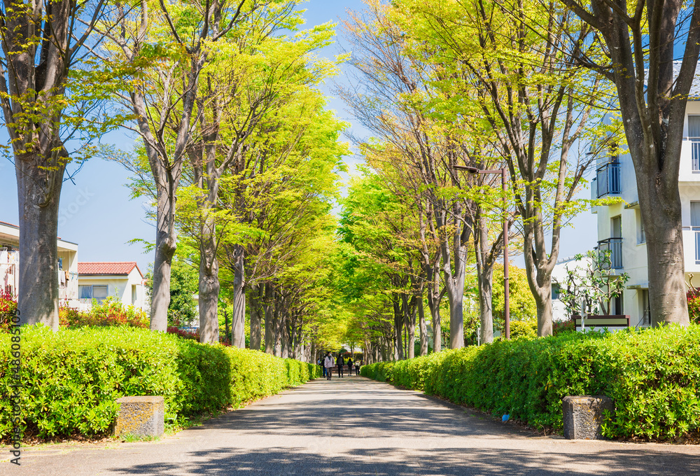 新緑の生活道路 多摩ニュータウン 新緑の生活道路 多摩ニュータウン