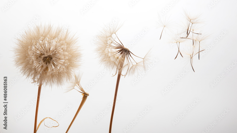 dandelion seeds fly from a flower on a light background. botany and bloom growth propagation.