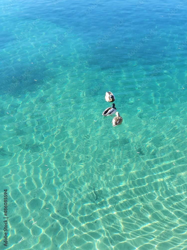 person snorkeling in the sea