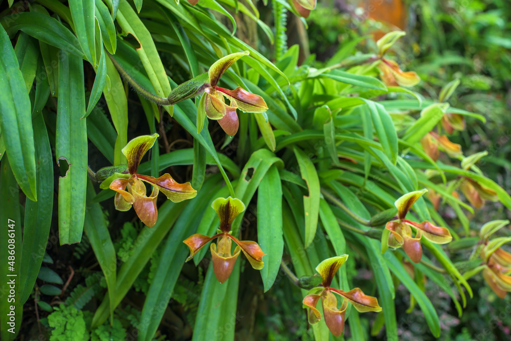 Beautiful rare wild orchids (Paphiopedilum villosum) in tropical forest of Thailand. Beautiful rare wild orchids (Paphiopedilum villosum) in tropical forest of Thailand.