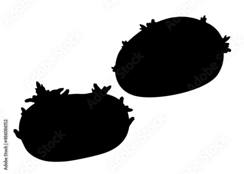 Potatoes with sprouts. Vector image.