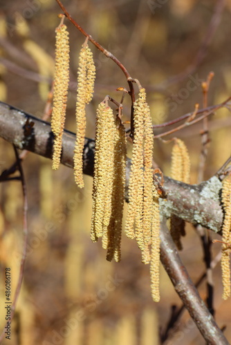 hazelnut natural reserve sassoguidano medieval buildings pavullo nel frignano modena photo