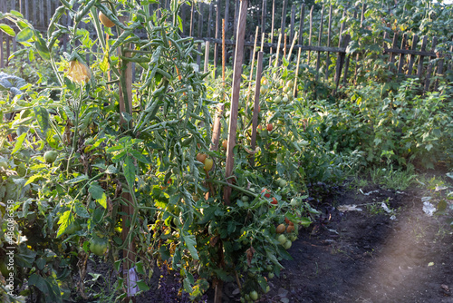 Green Tomatoes plants grow at a home garden. Ripe tomatoes on a farm in Russia