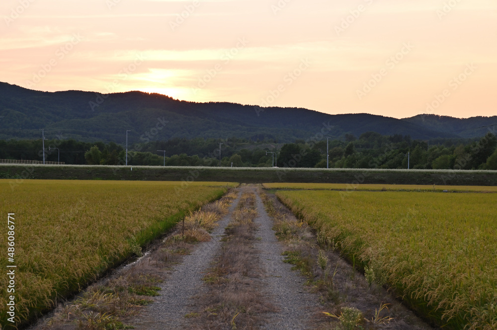 北海道の田園の夕暮れを農道から撮影