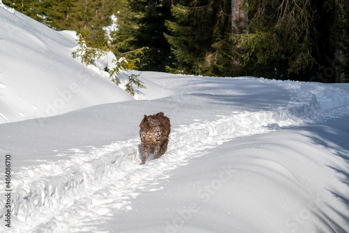 walking with the dog  a pudelpointer  in the deep snow at a sunny winter day