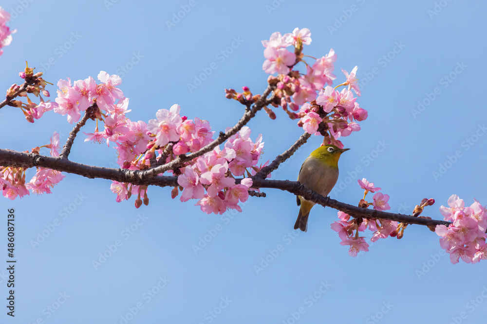 Japanese White-eye and Cerasus lannesiana Carriere at Shibuya, Tokyo, Japan
