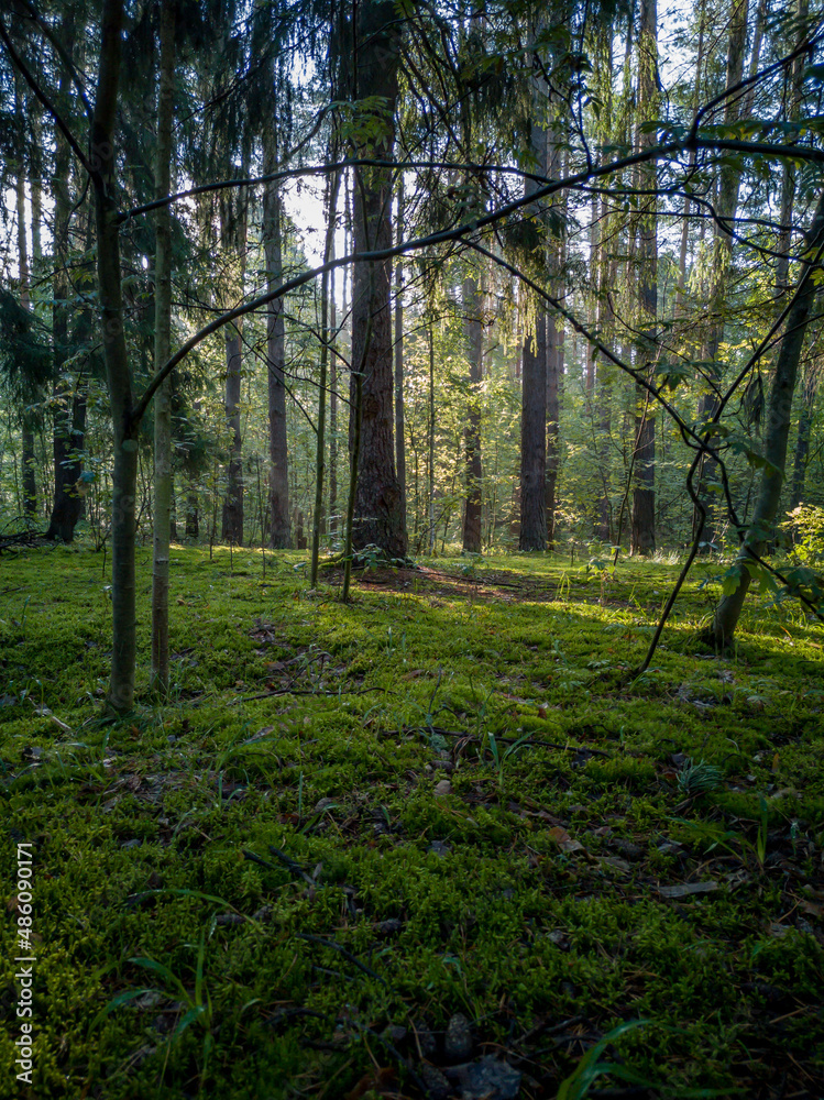 Fototapeta premium morning in the forest