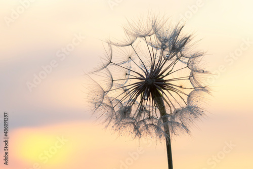 Dandelion silhouetted against the sunset sky. Nature and botany of flowers