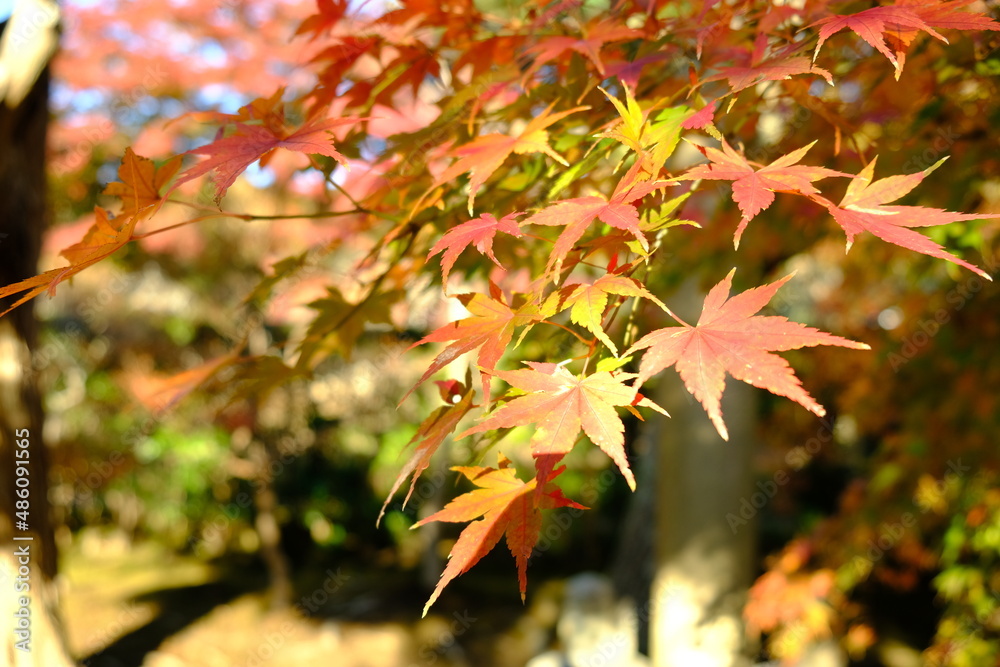 日本の秋(紅葉風景) 日本の秋(紅葉風景)
