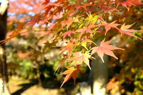 日本の秋（紅葉風景）