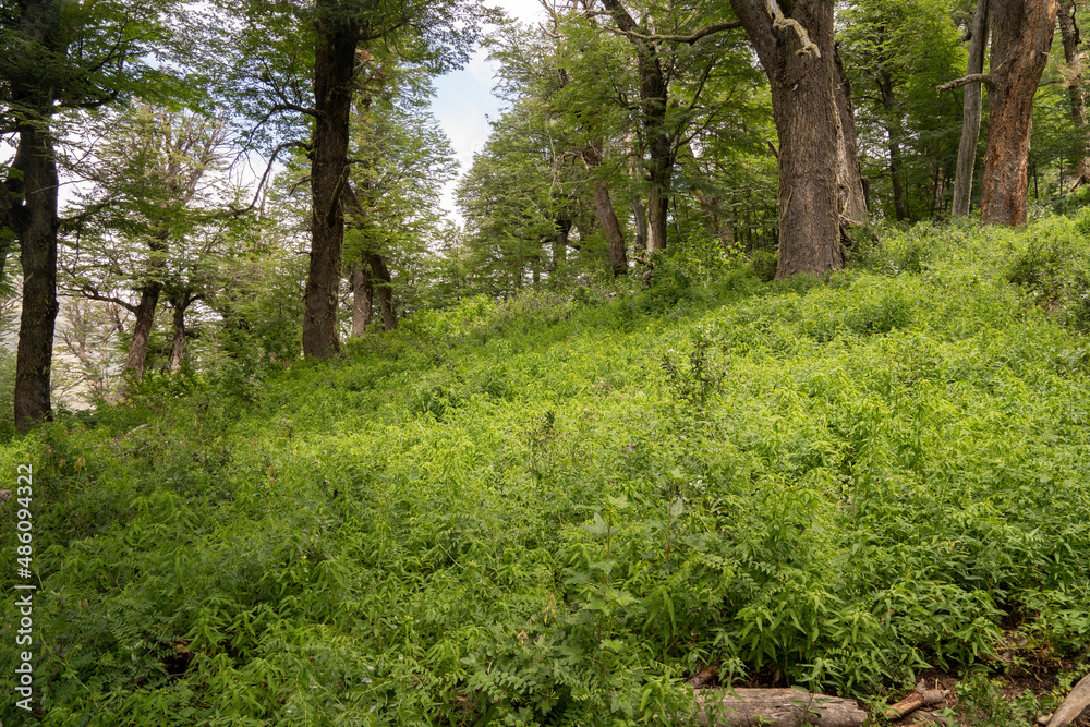 Forest background. View of the trees and lush vegetation in the mountain wood. Forest background. View of the trees and lush vegetation in the mountain wood.