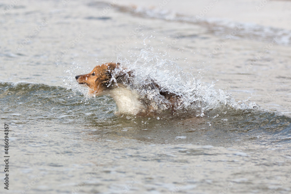 Fototapeta premium Black and white tricolor herding shetland sheepdog dog running in the sea and making water splashes. Water addicted collie, lassie dog playing with splashes in the lake, sea, ocean with blue water