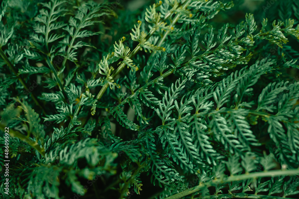 fern leaf texture nature green background fern leaf texture nature green background