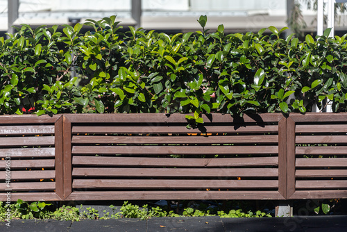 A wooden fence made of lining with bright light green leaves . Mockup for design with tropical leaves