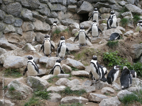 Pinguin