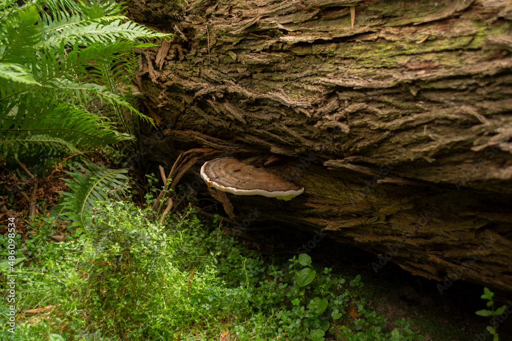 Fungi on tree