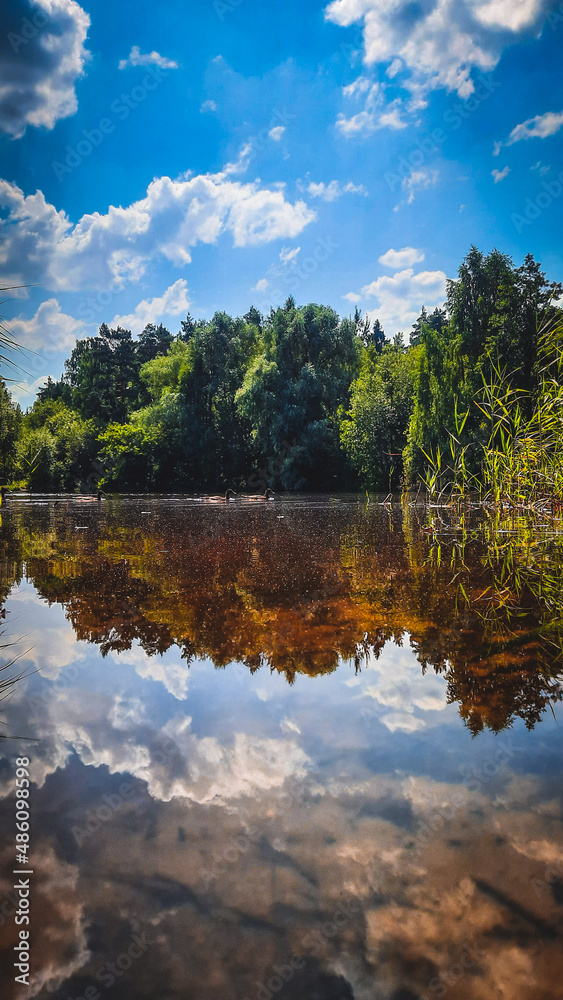 Fototapeta premium reflection of trees in water