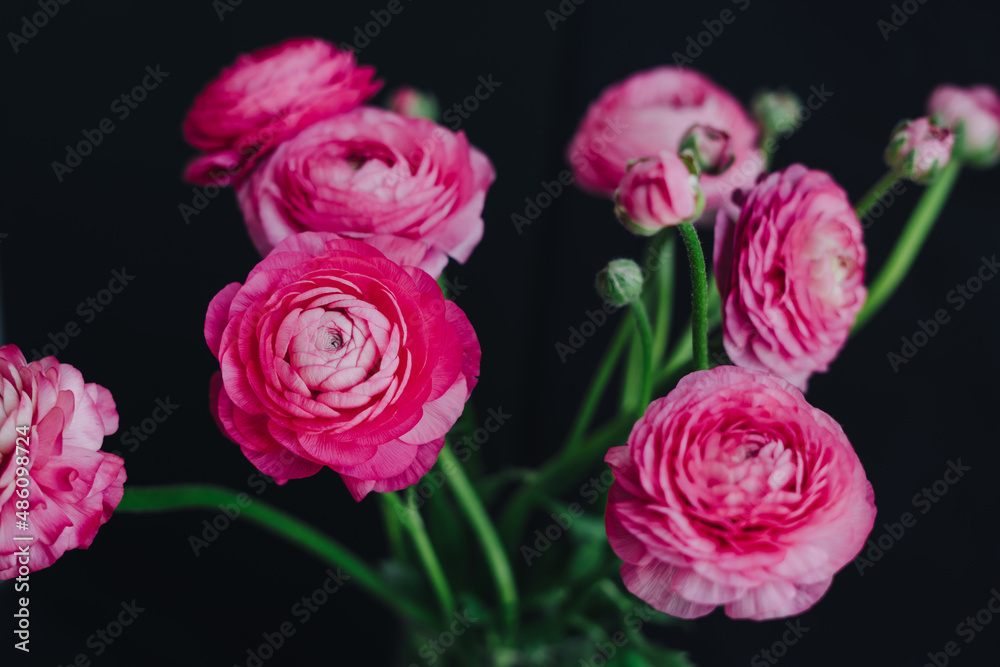 Fototapeta premium Beautiful bouquet of pink spring flowers. The ranunculi are pink on a black background. Spring bouquet for birthday, Mother's Day, March 8, Women's Day, anniversary. Happy Valentine's Day.