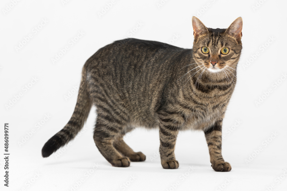 She-cat stands with her tail lowered against a white background and looks around. She-cat stands with her tail lowered against a white background and looks around.