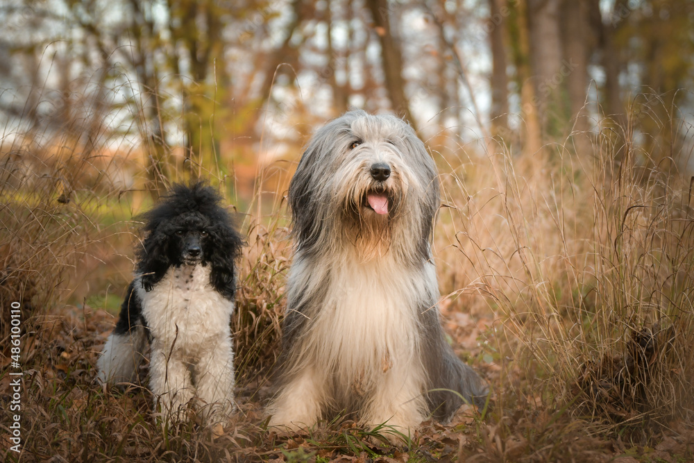 Bearded collie and poodle are sitting in the reed. They are in nature. Autumn photo.