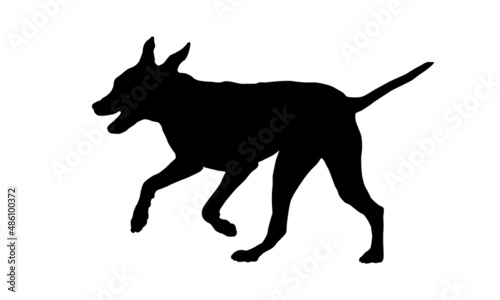 Running and jumping dalmatian dog puppy. Black dog silhouette. Pet animals. Isolated on a white background.