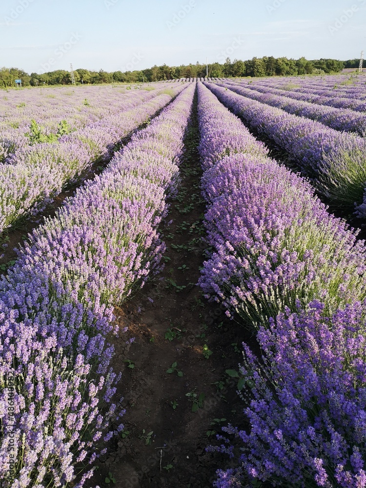 Obraz premium lavender field region in Bulgaria 