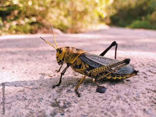 grasshopper on the ground © alberto