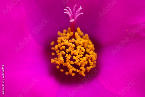 Fleur 3