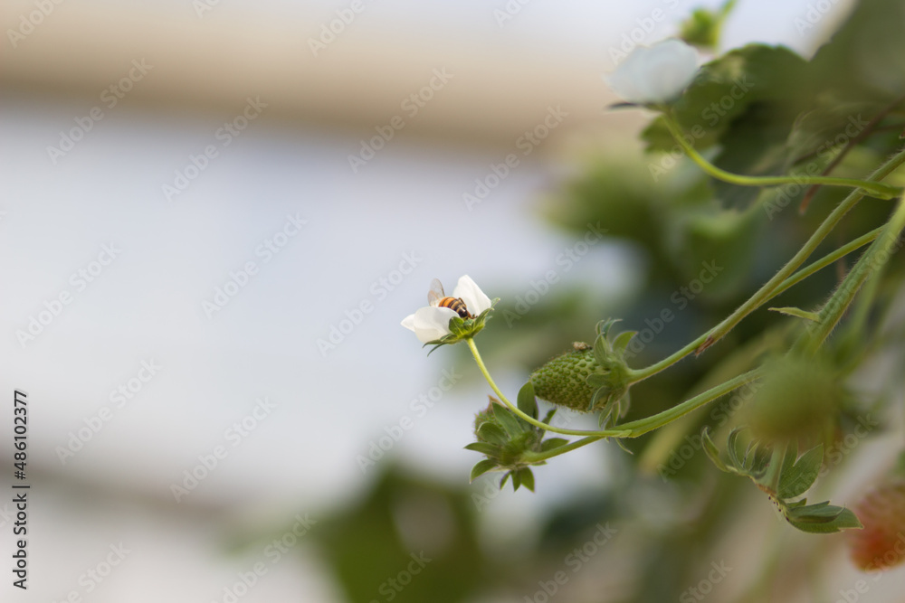 Fototapeta premium Bee on the strawberry flowers