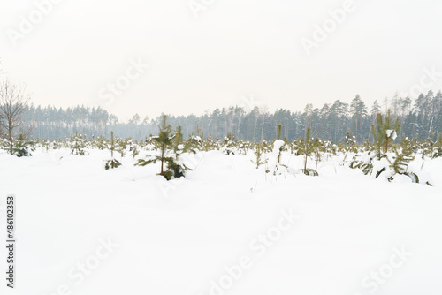 Winter snow landscape with young fir trees growing on the field, cloudy weather. High quality photo