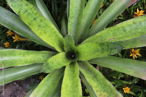 a top view on a green star from the leaves of a tropical plant bromeliad Neoregelia