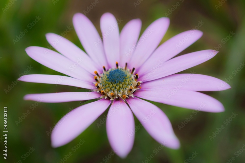 Fleur 2 Fleur 2