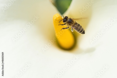 Abeille