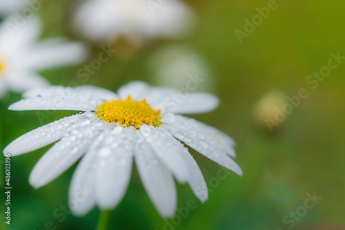 Marguerite 1