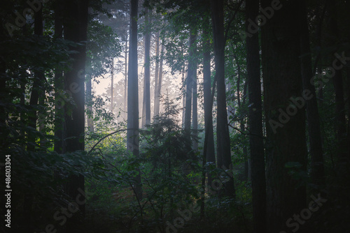 Fototapeta Naklejka Na Ścianę i Meble -  Mroczny las