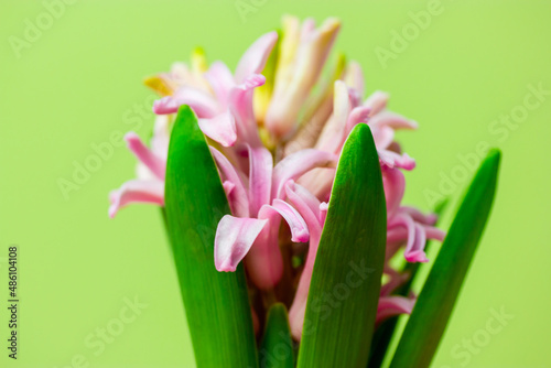 Pink hyacinth in full bloom on a light green background with space for text. Spring bulbous flower with copy space. Bulb flowers in April. Floral wallpaper for greeting card, postcard. Spring season.
