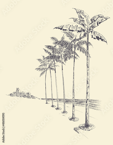 Tall palm trees alley on the beach, sea view hand drawing
