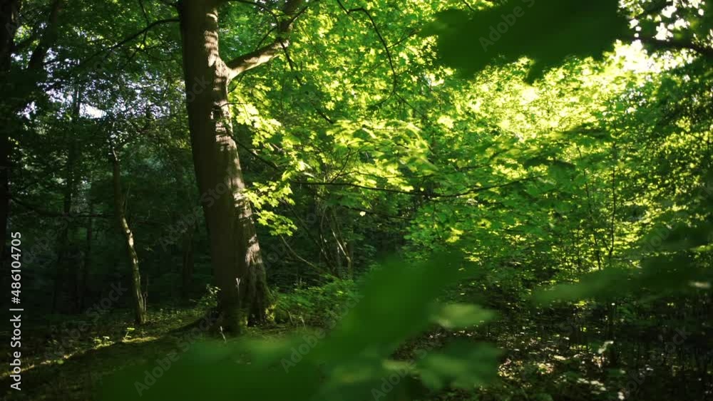 sun rays on the tree trunk shining through the trees with defocused leaves in the foreground sun rays on the tree trunk shining through the trees with defocused leaves in the foreground