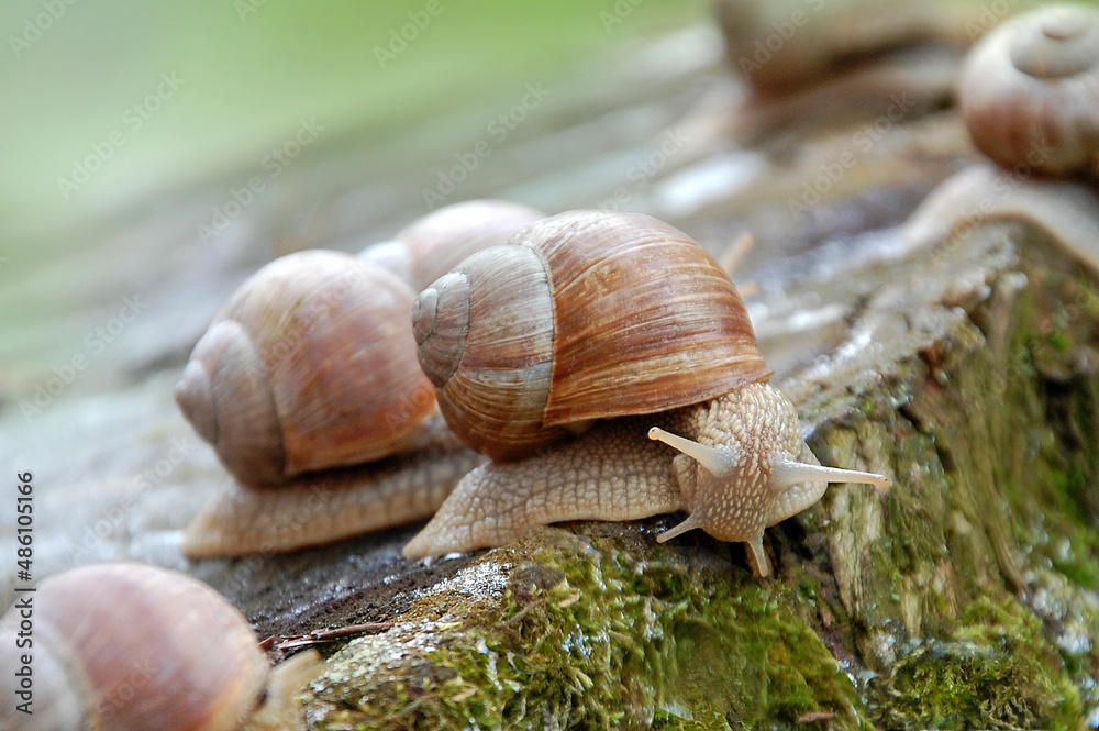 Garden snail on the stump of a dead tree. Close-up photo, taken in the park of Ukraine Garden snail on the stump of a dead tree. Close-up photo, taken in the park of Ukraine