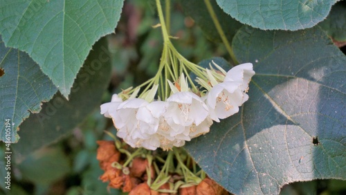 Closeup of flower Dombeya reclinata or Mahot Rouge photo