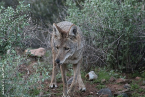 Fototapeta Naklejka Na Ścianę i Meble -  Coyote in the woods