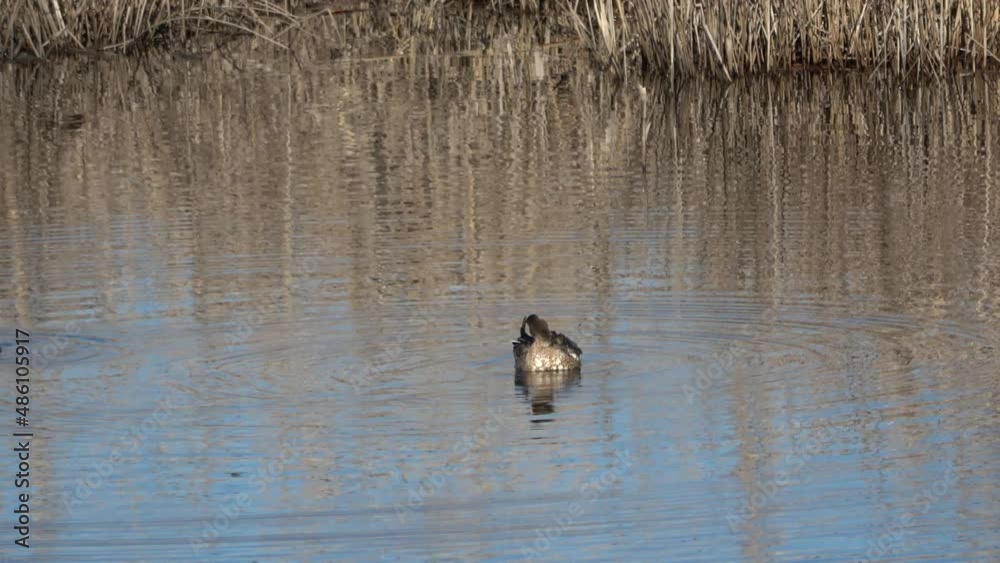 Female of Northern shoveler preening its feathers (Spatula clypeata), known simply in Britain as the shoveler, is a common and widespread duck Female of Northern shoveler preening its feathers (Spatula clypeata), known simply in Britain as the shoveler, is a common and widespread duck