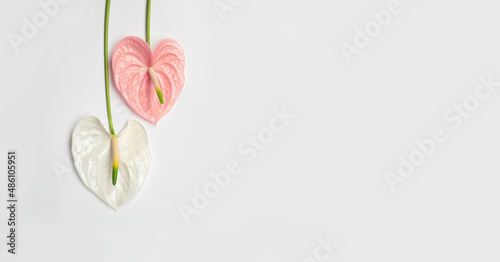 Pink and white flower in the shape of a heart on a white