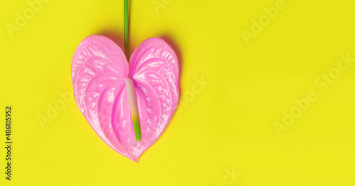 Pink flower in the shape of a heart on a yellow background.