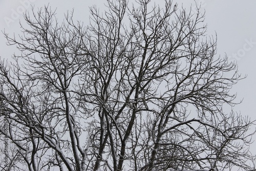 tree in winter