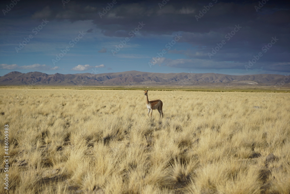 Naklejka premium llama en las llanuras