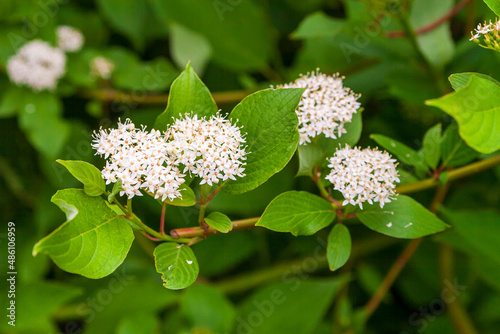 Derain is white. Flowering ornamental shrub Svida Alba. photo