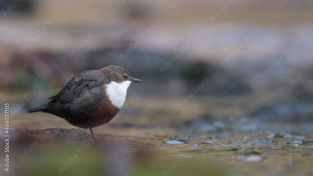 White throated dipper on the river (Cinclus cinclus) White throated dipper on the river (Cinclus cinclus)