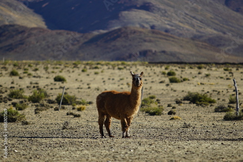 llama in the mountains, Laguna los Pozuelos  photo